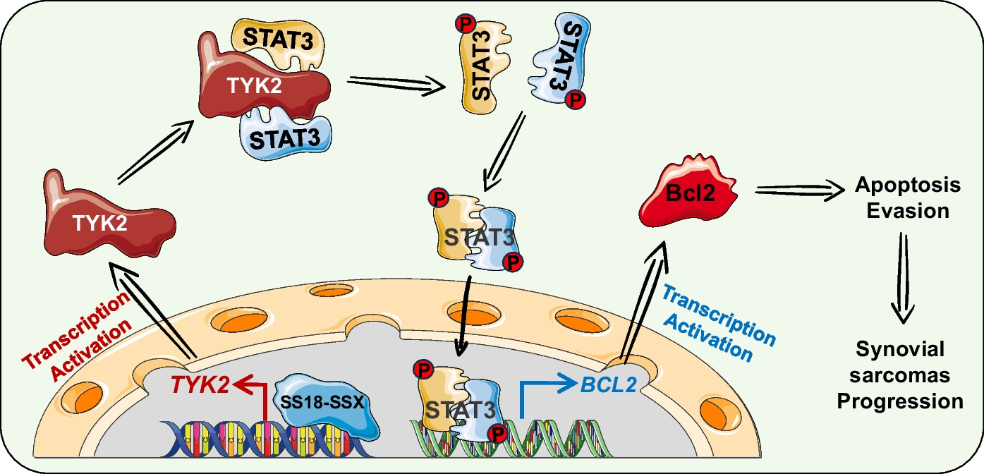 SS18-SSX drives TYK2 expression to activate STAT3/Bcl2 axis, facilitating apoptosis evasion and advancing synovial sarcoma progression