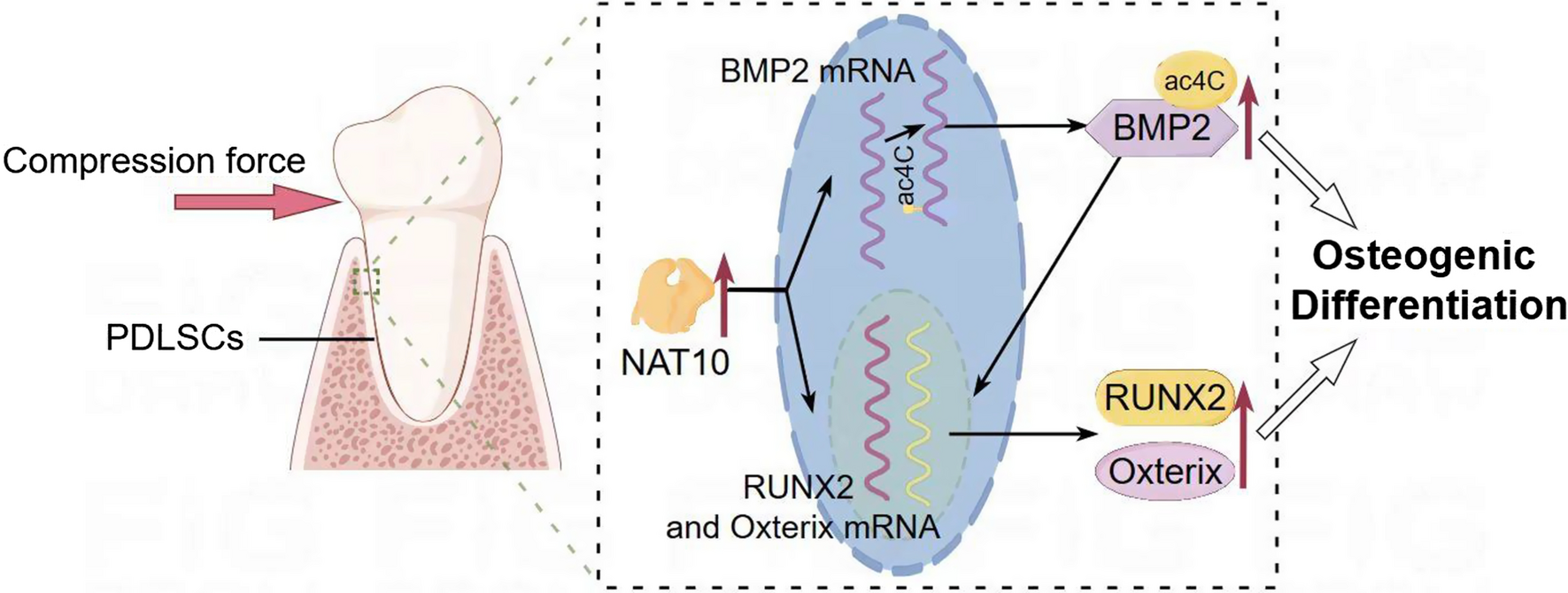 Compression force promotes the osteogenic differentiation of periodontal ligament stem cells by regulating NAT10-mediated ac4C modification of BMP2