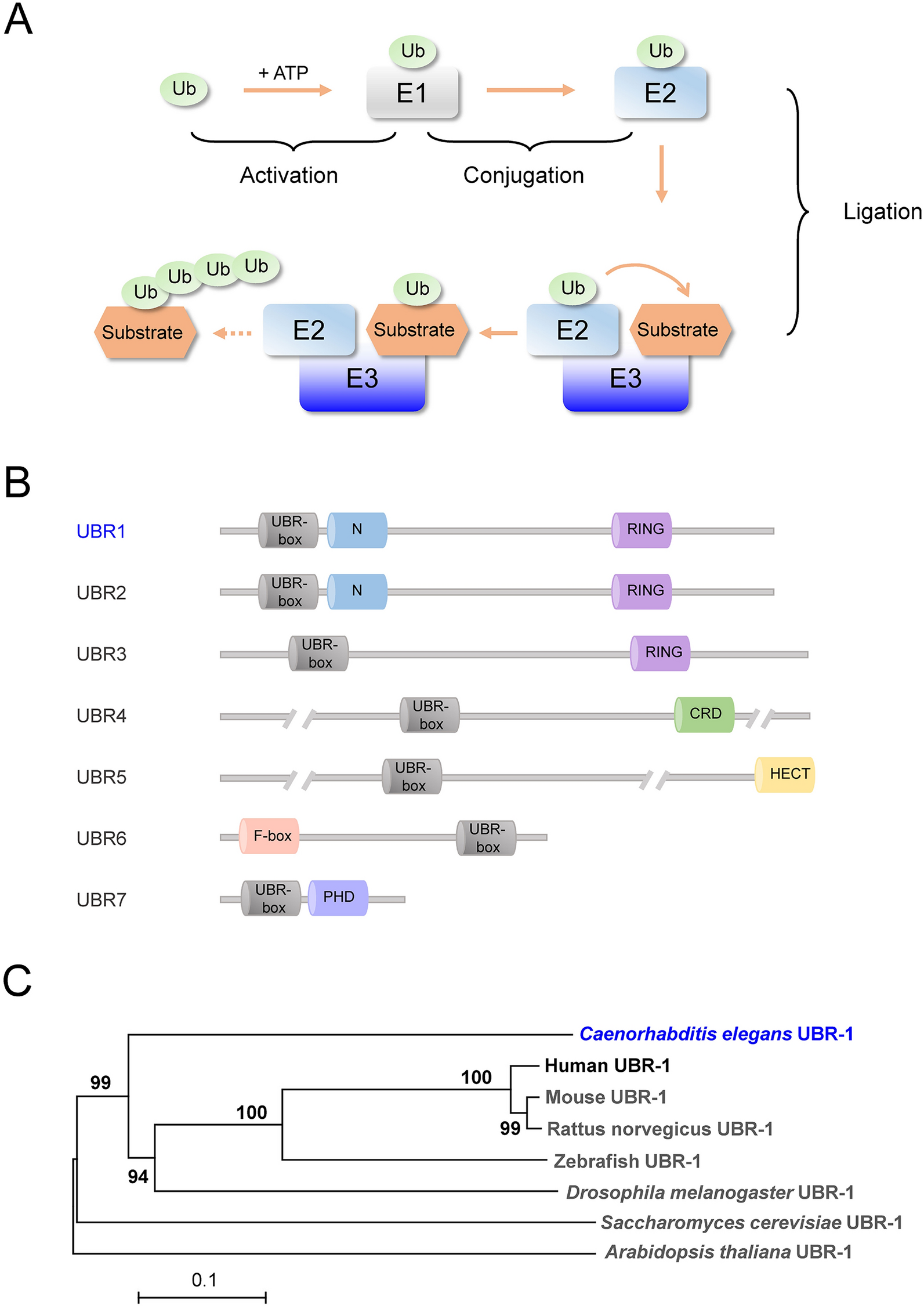 Glutamate metabolism disruption in Johanson–Blizzard syndrome: Insights from C. elegans ubr-1 model