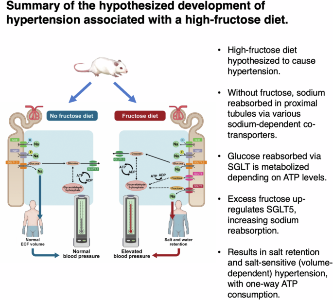 Possible involvement of up-regulated salt-dependent glucose transporter-5 (SGLT5) in high-fructose diet-induced hypertension