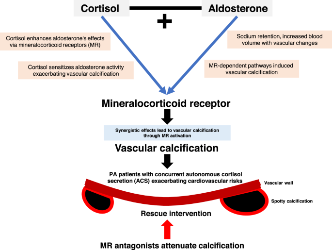 Synergistic interplay between cortisol and aldosterone: unveiling mechanisms of vascular calcification in hyperaldosteronism