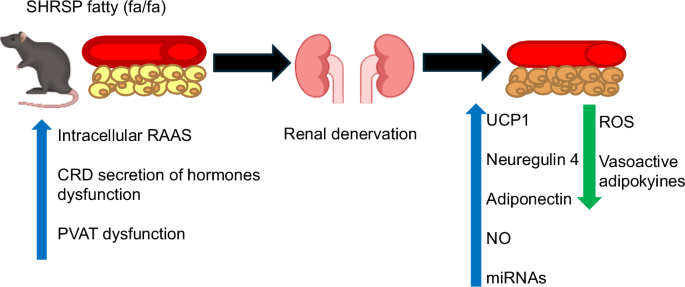 Comment on: Renal denervation alleviates vascular remodeling in spontaneously hypertensive rats by regulating perivascular adipose tissue