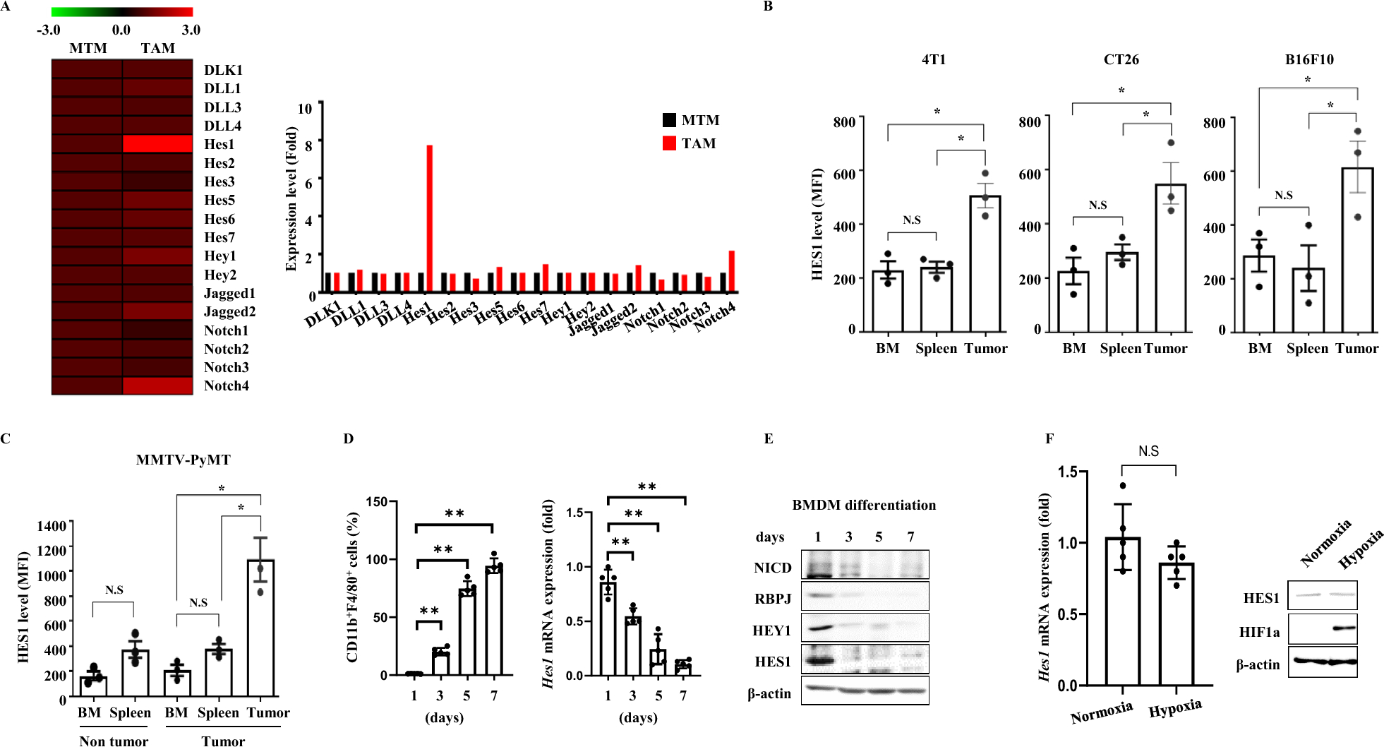 Disrupting Notch signaling related HES1 in myeloid cells reinvigorates antitumor T cell responses