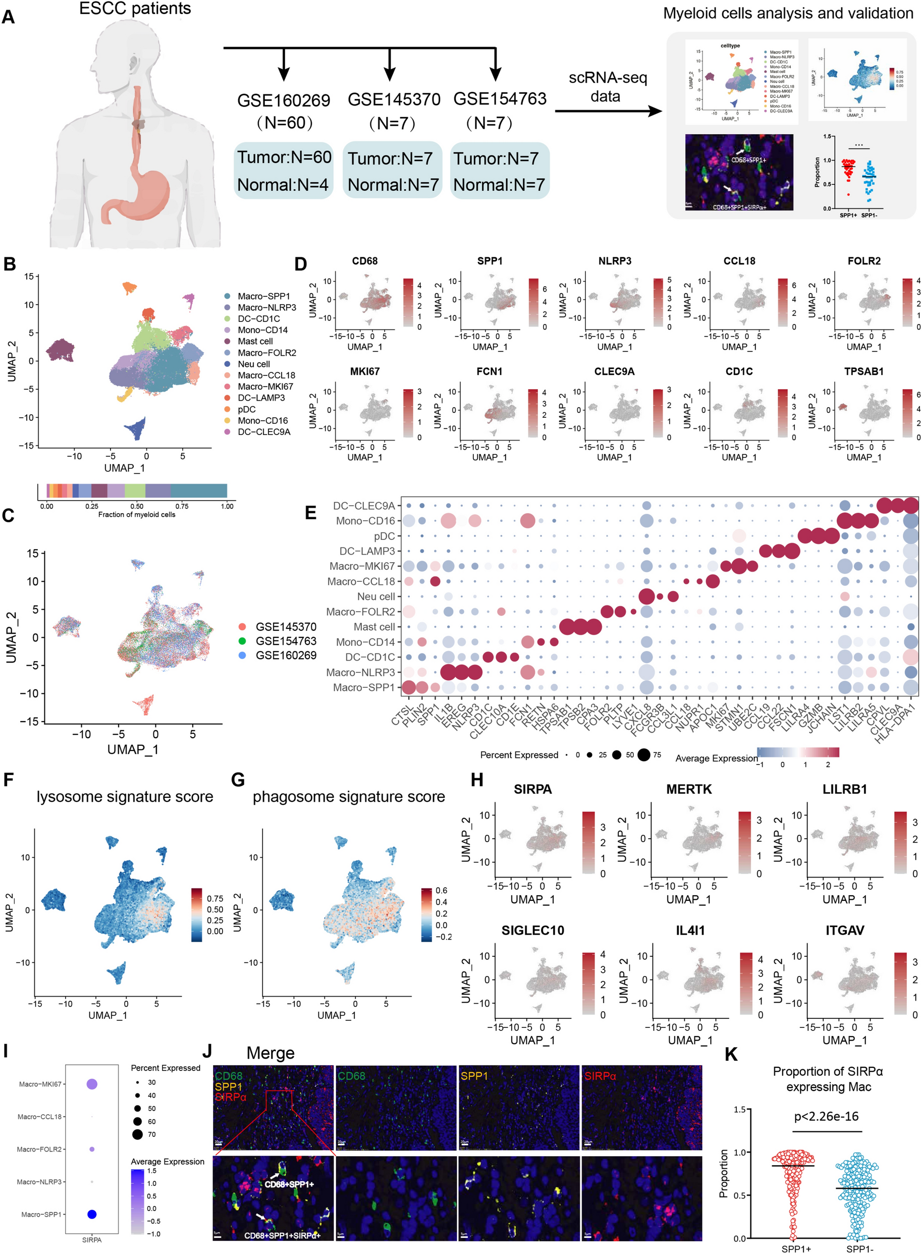 Identification of a novel subtype of SPP1 + macrophages expressing SIRPα: implications for tumor immune evasion and treatment response prediction