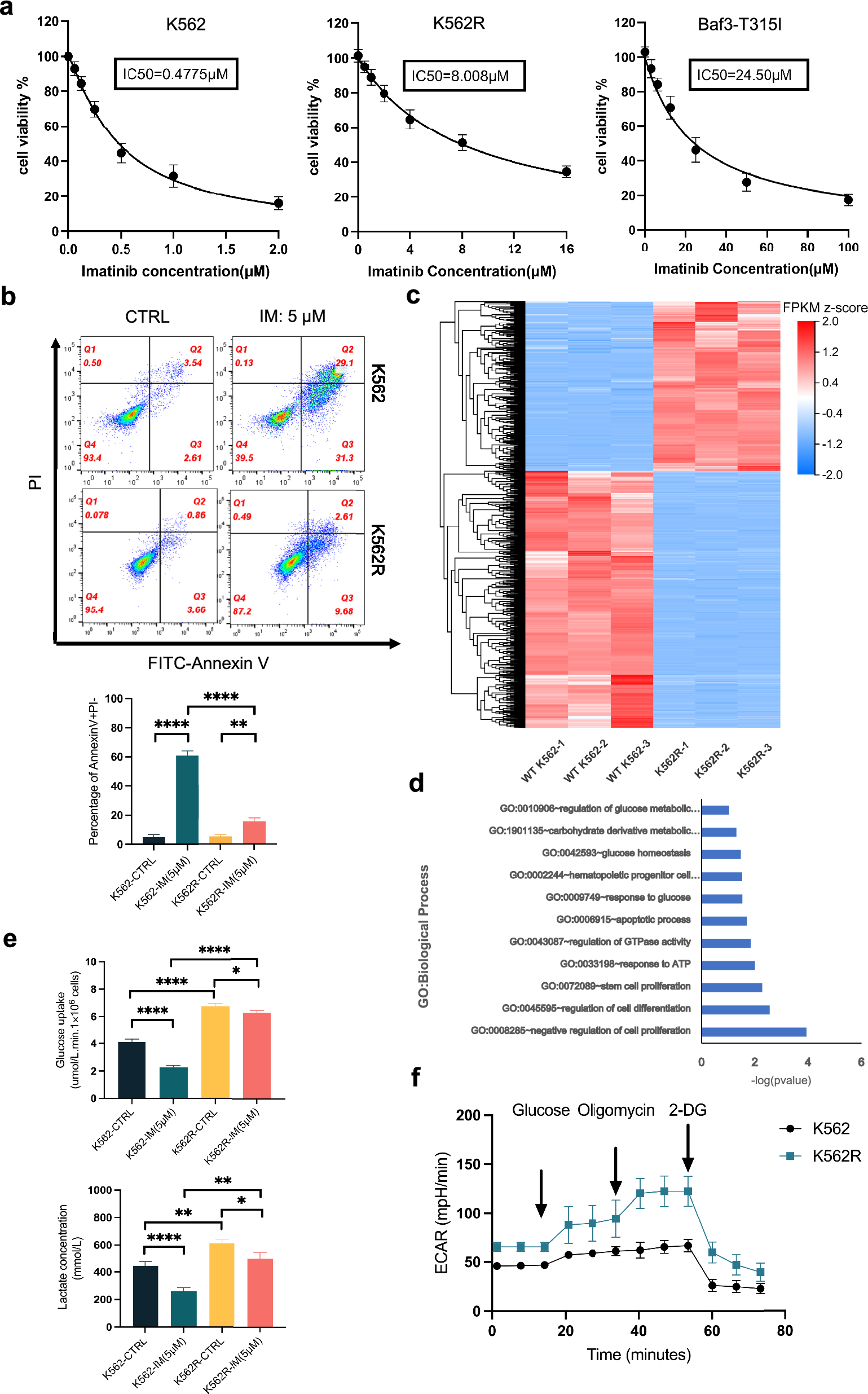 Chiglitazar diminishes the warburg effect through PPARγ/mTOR/PKM2 and increases the sensitivity of imatinib in chronic myeloid leukemia