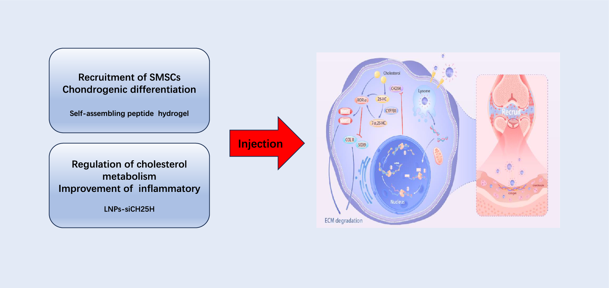 Targeted lipid nanoparticles distributed in hydrogel treat osteoarthritis by modulating cholesterol metabolism and promoting endogenous cartilage regeneration