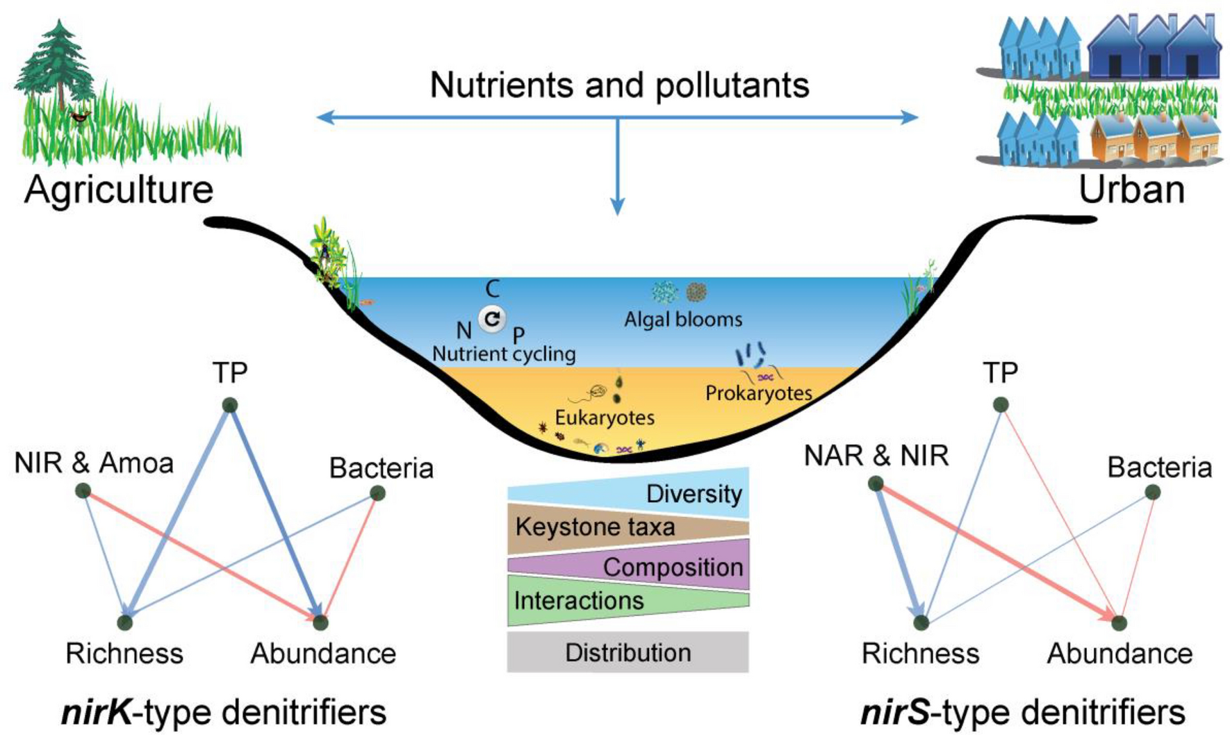 Community Assembly Mechanisms of nirK- and nirS-type Denitrifying Bacteria in Sediments of Eutrophic Lake Taihu, China