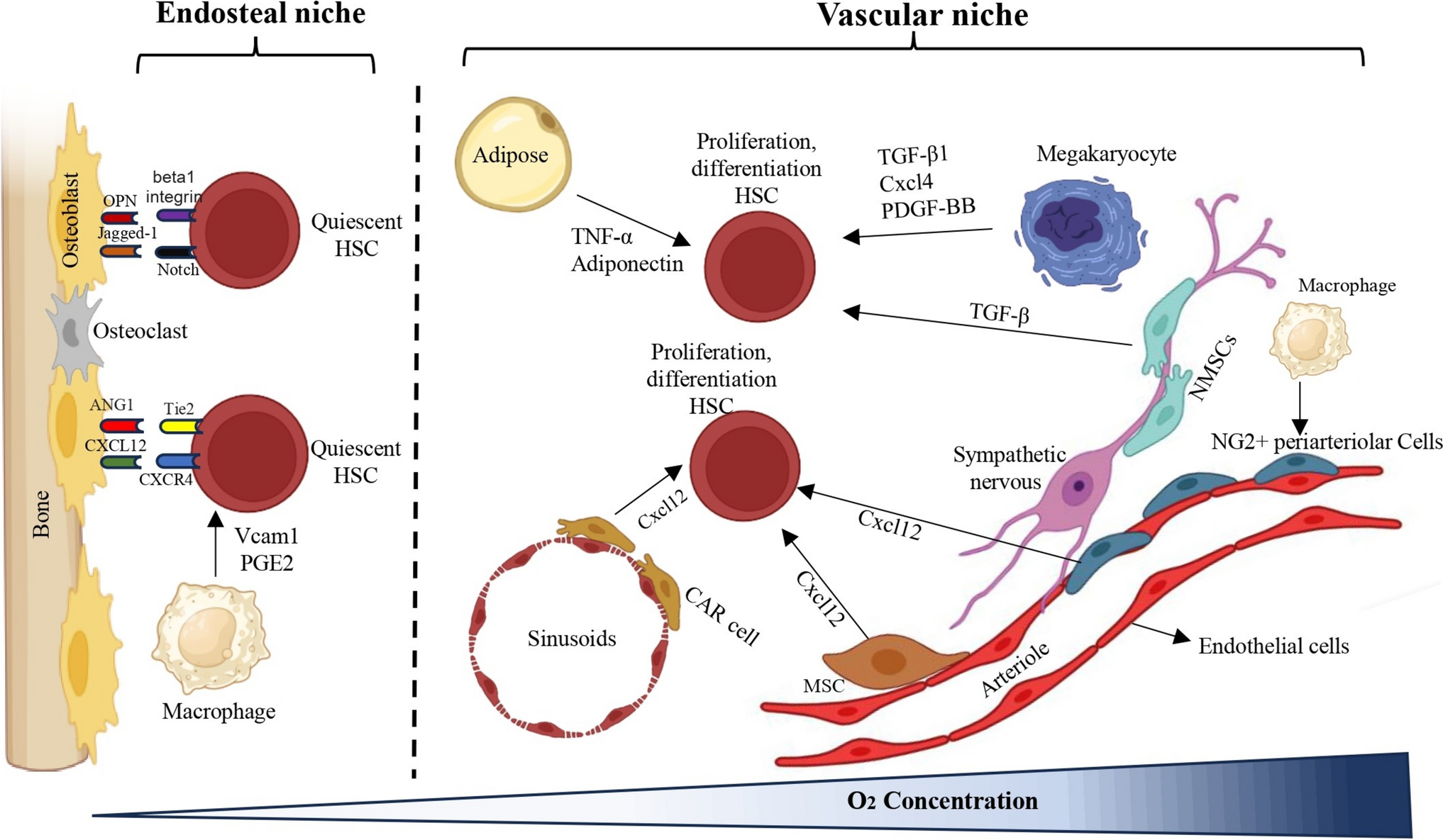 Effect of bone marrow niche on hematopoietic stem cells