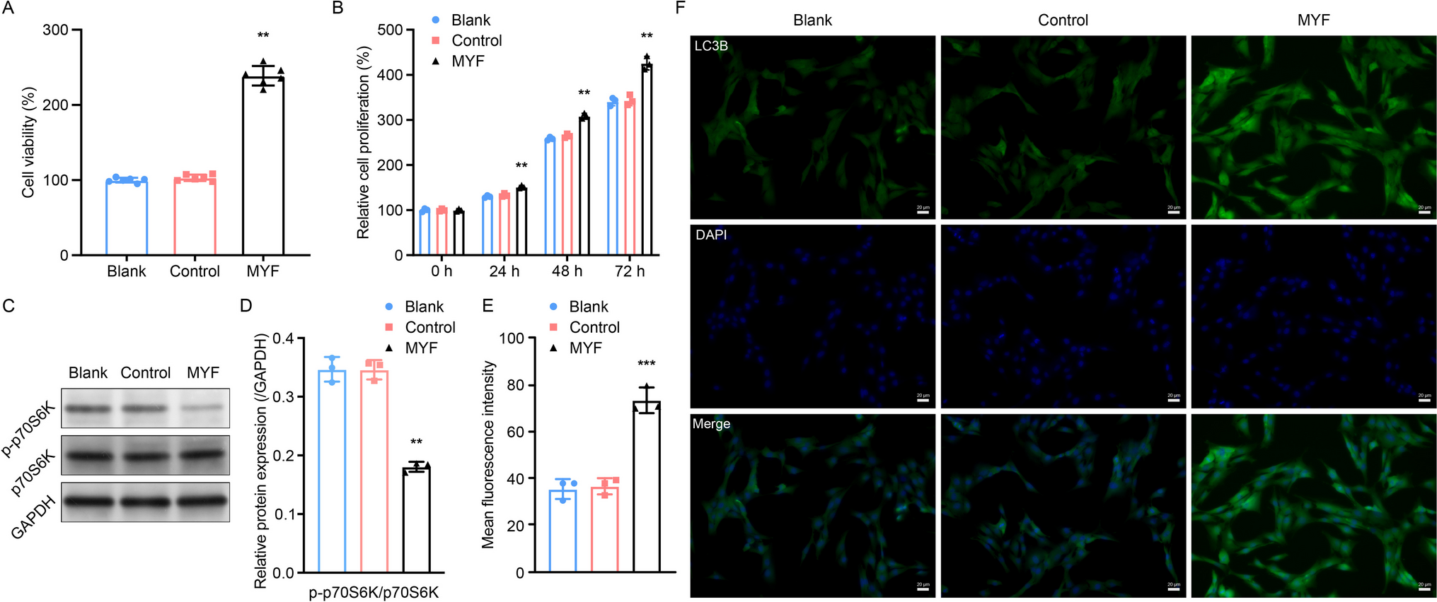 Maxing Yigan formula promotes cartilage regeneration by regulating chondrocyte autophagy in osteoarthritis