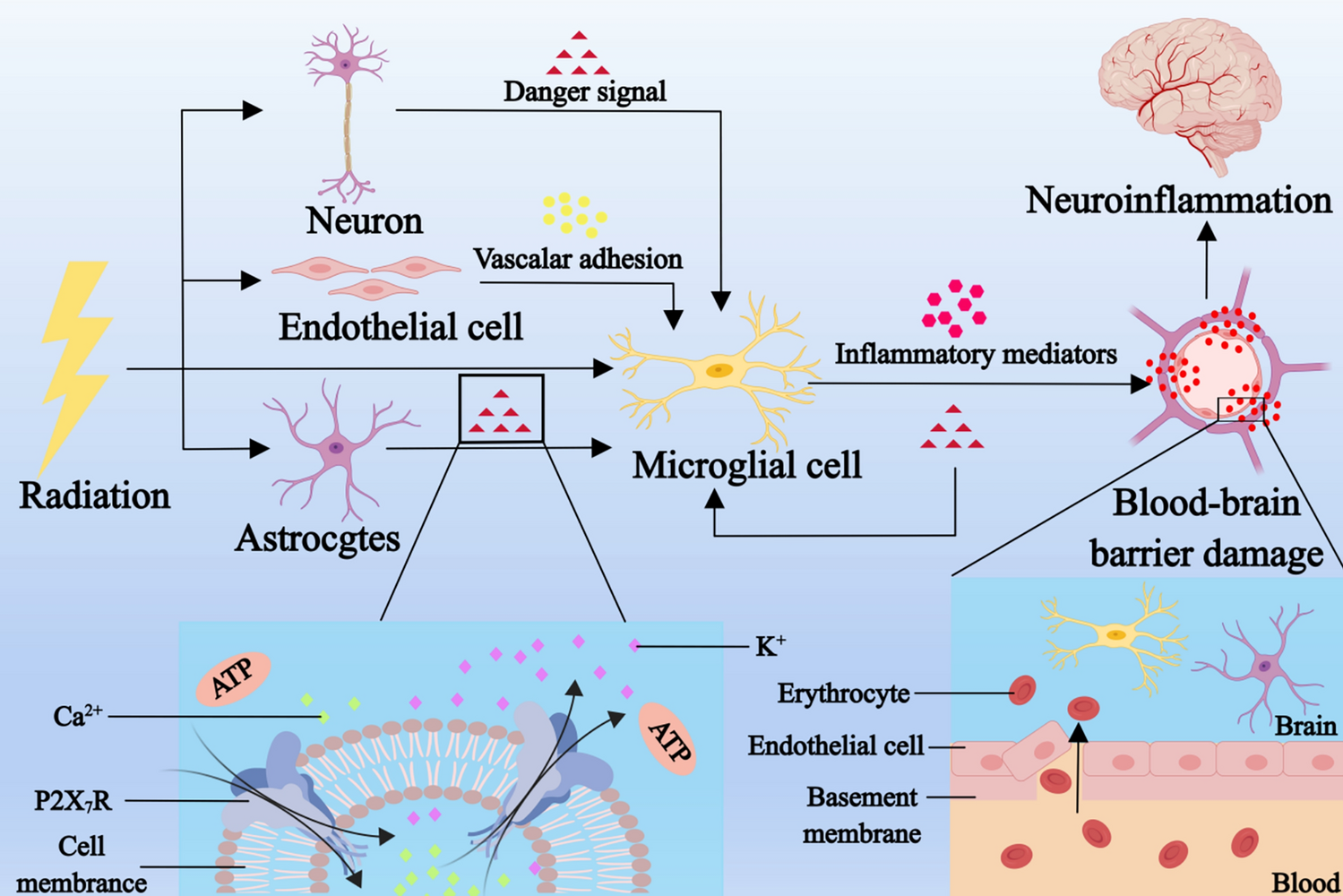 Drug protection against radiation-induced neurological injury: mechanisms and developments