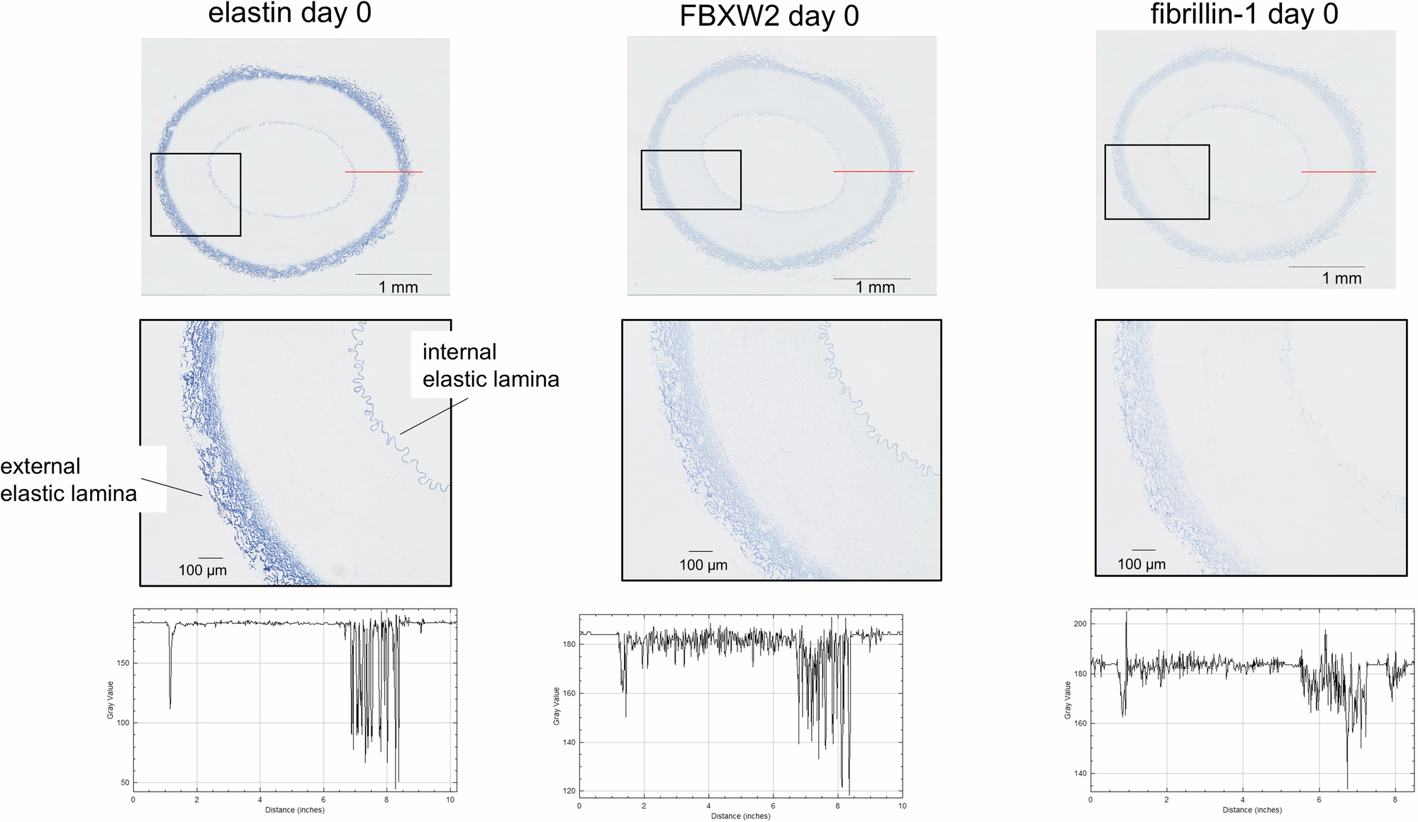 Expression of Elastin, F-Box and WD-40 Domain-Containing Protein 2, Fibrillin-1, and Alpha-Smooth Muscle Actin in Utilized Blood Vessels for explant culture—A New 3D in Vitro Vascular Model from Bovine Legs