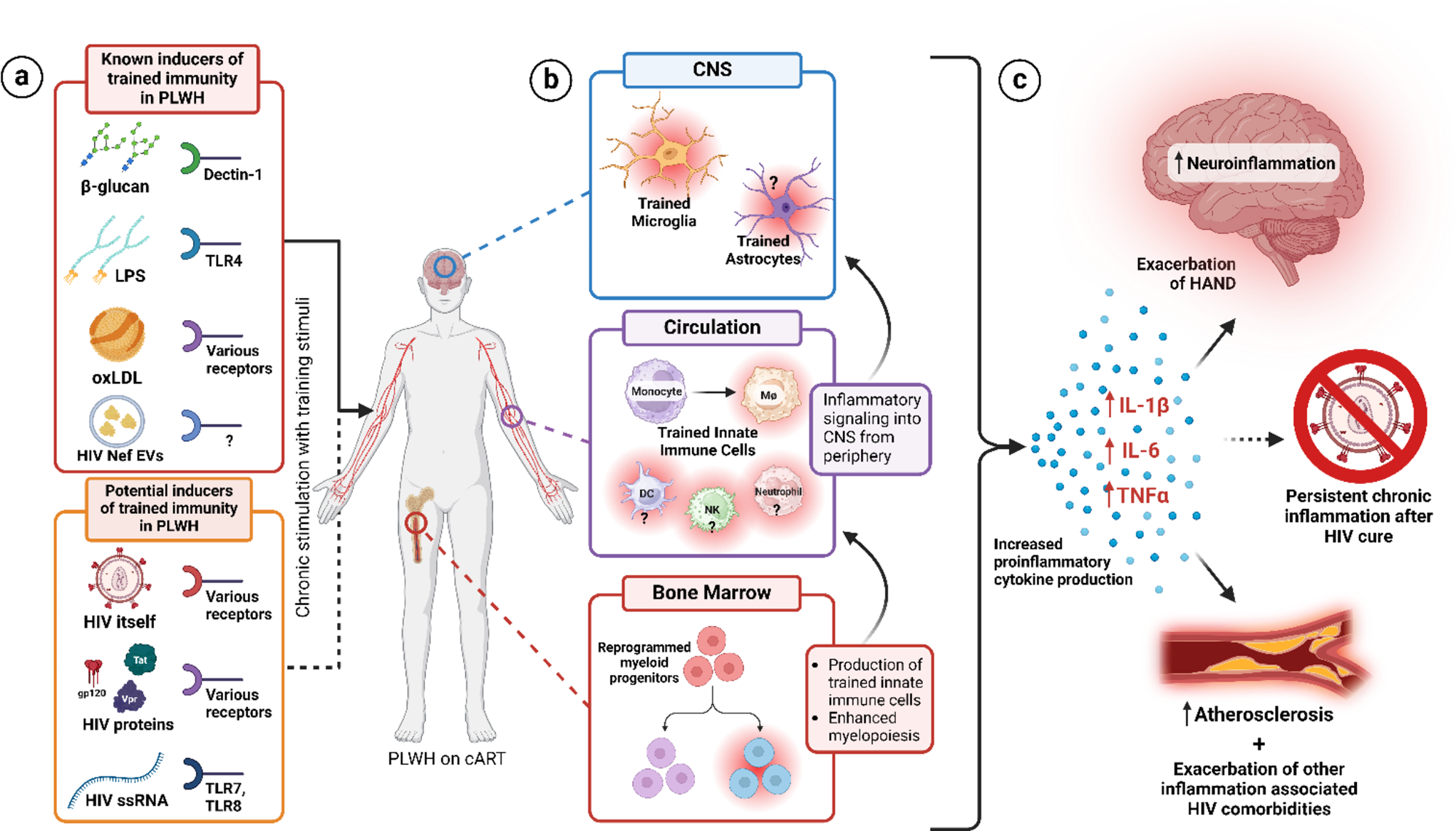 Innate immune memory in chronic HIV and HIV-associated neurocognitive disorders (HAND): potential mechanisms and clinical implications