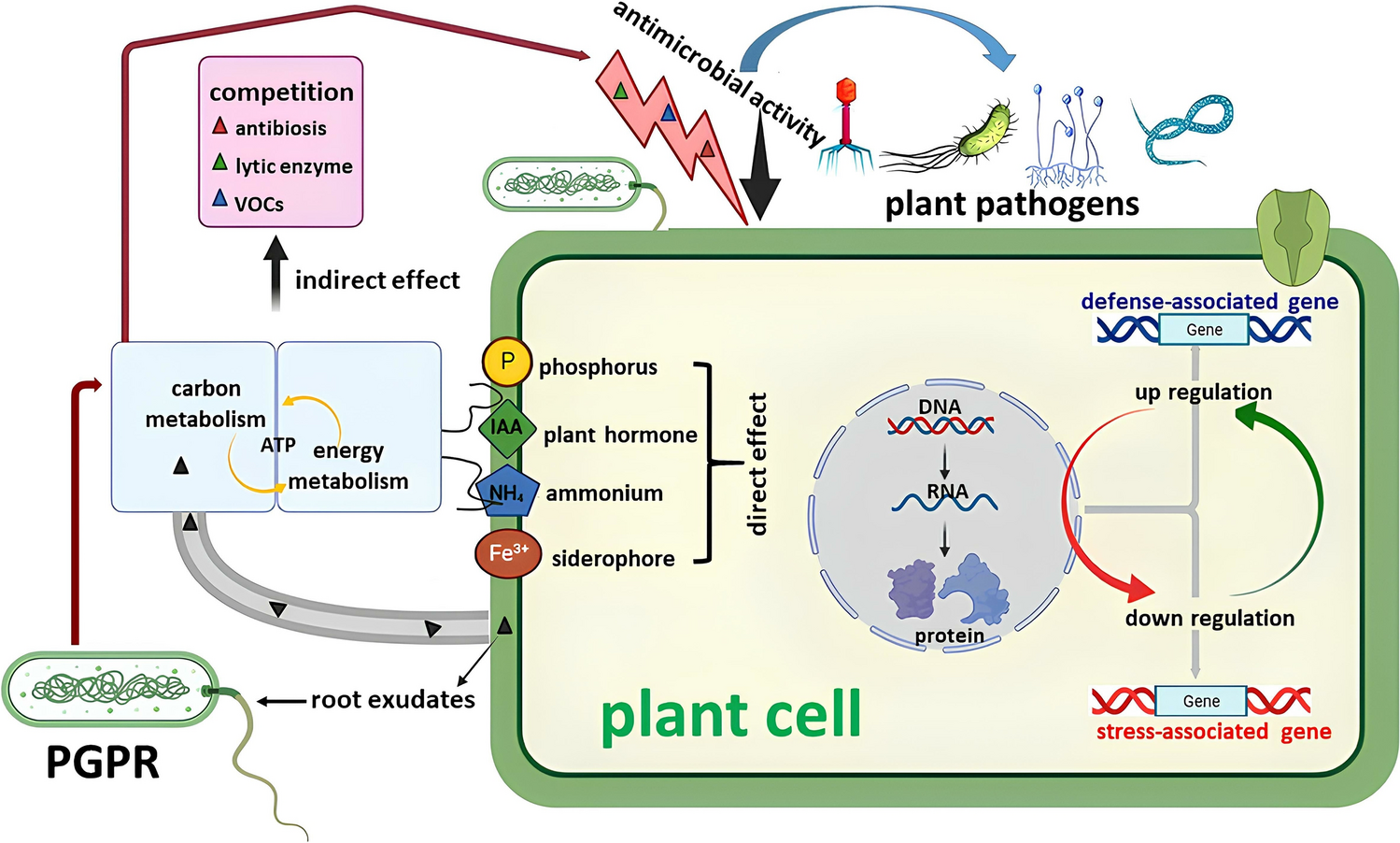 Biotechnological advances in plant growth-promoting rhizobacteria for sustainable agriculture