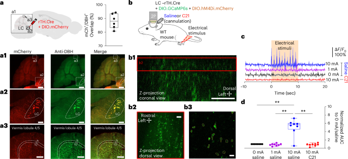 Cerebellar Bergmann glia integrate noxious information and modulate nocifensive behaviors