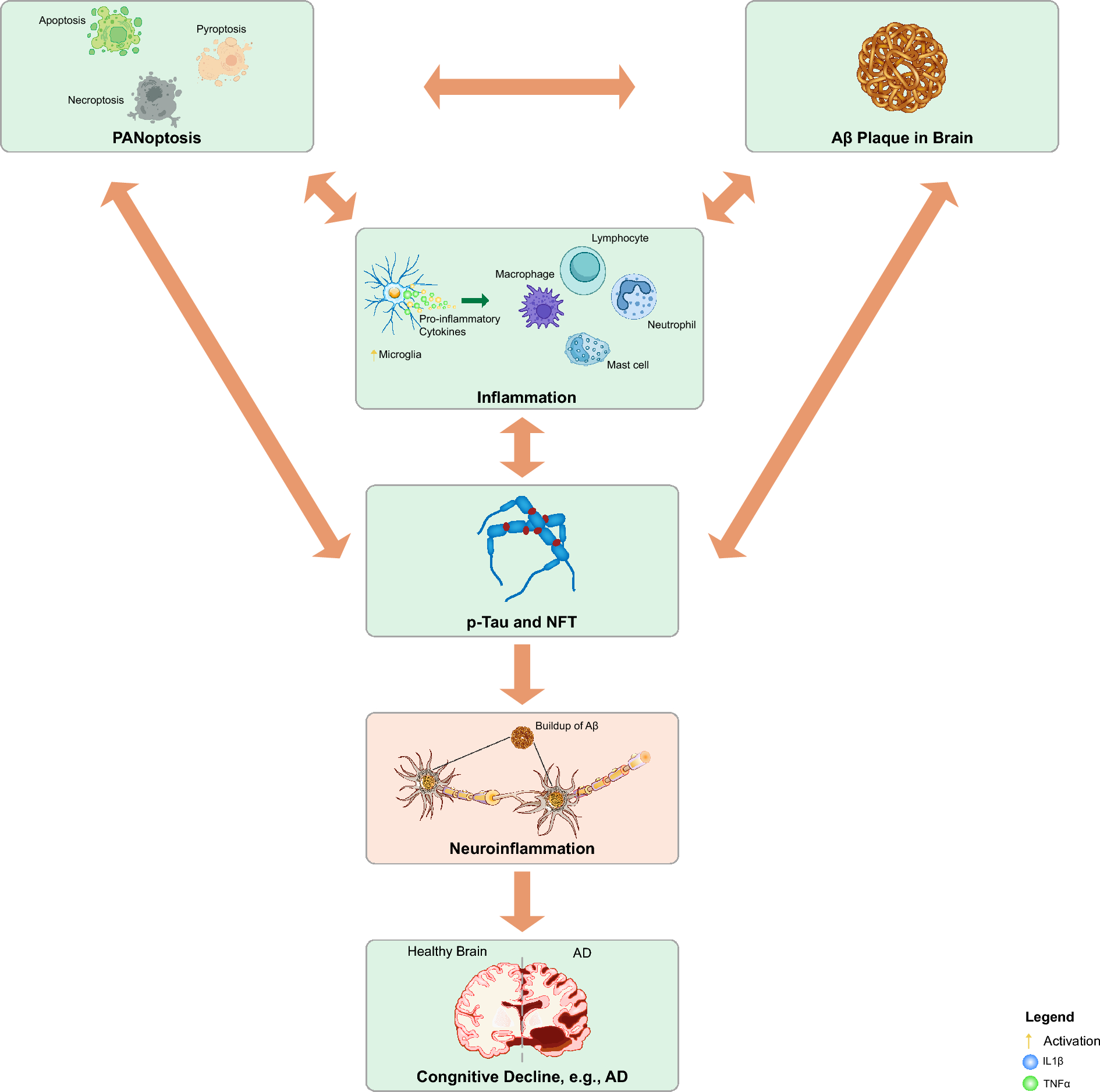 The Interplay Between Accumulation of Amyloid-Beta and Tau Proteins, PANoptosis, and Inflammation in Alzheimer’s Disease