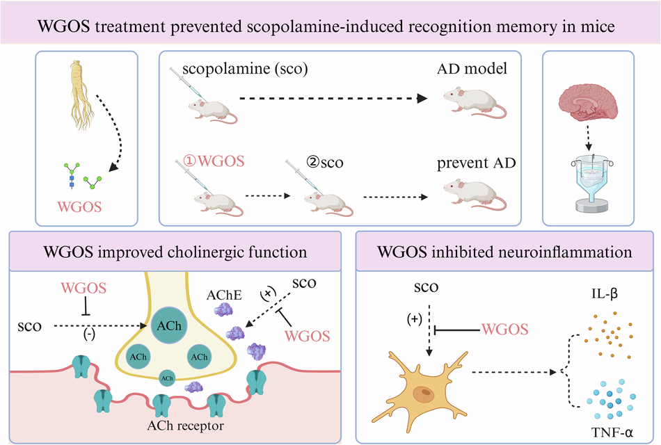 Water-Soluble Ginseng Oligosaccharides Prevent Scopolamine-Induced Cholinergic Dysfunction and Inflammatory Cytokine Overexpression