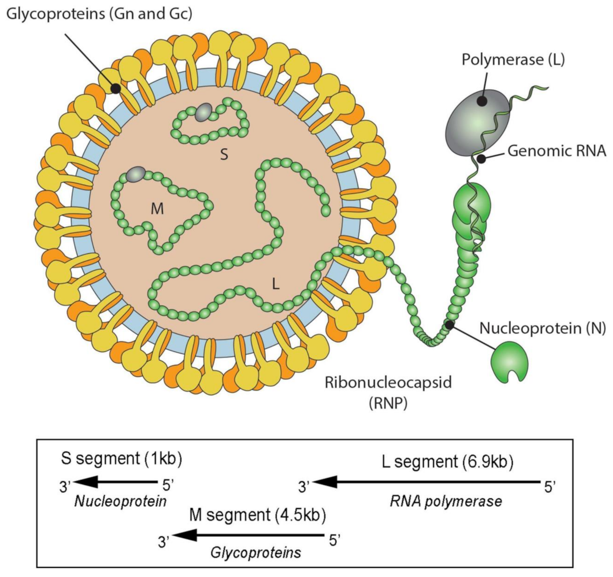 Addressing the emerging threat of Oropouche virus: implications and public health responses for healthcare systems