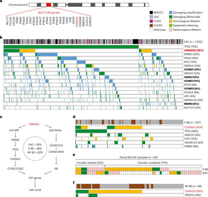 Context-dependent effects of CDKN2A and other 9p21 gene losses during the evolution of esophageal cancer