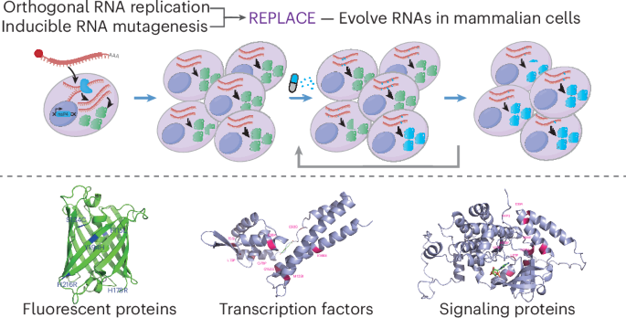 Orthogonal RNA replication enables directed evolution and Darwinian adaptation in mammalian cells