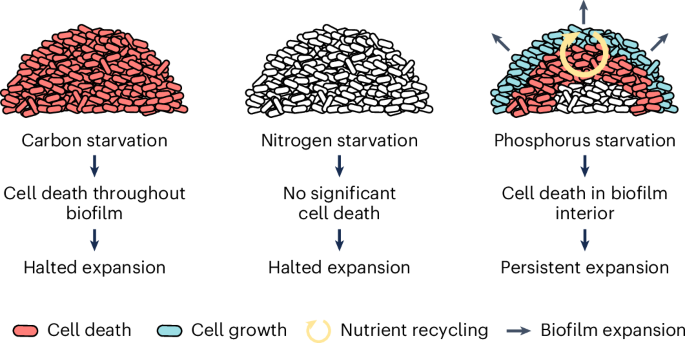 Community-specific cell death sustains bacterial expansion under phosphorus starvation