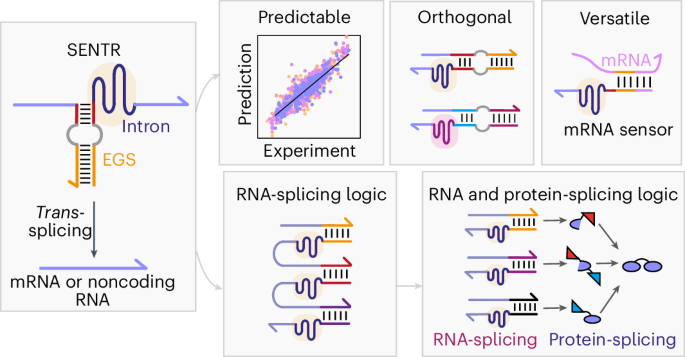 Programmable trans-splicing riboregulators for complex cellular logic computation