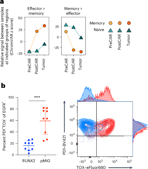 Past interactions of T cells with antigens shape CAR T cell responses