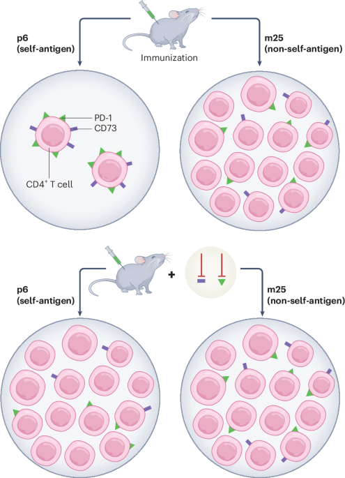 Immune tolerance in peripheral CD4+ T cells is cooperatively regulated by PD-1 and CD73