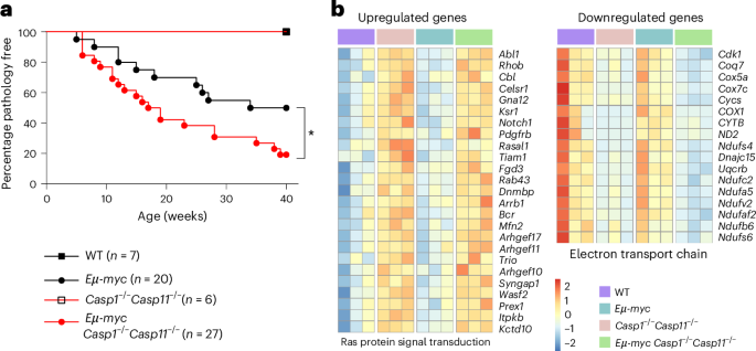 Innate immune barrier against oncogenic transformation