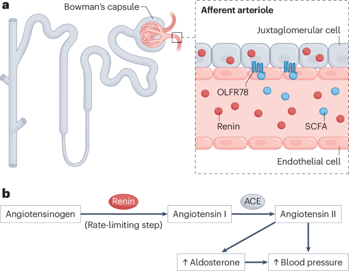 Roles of sensory receptors in non-sensory organs: the kidney and beyond