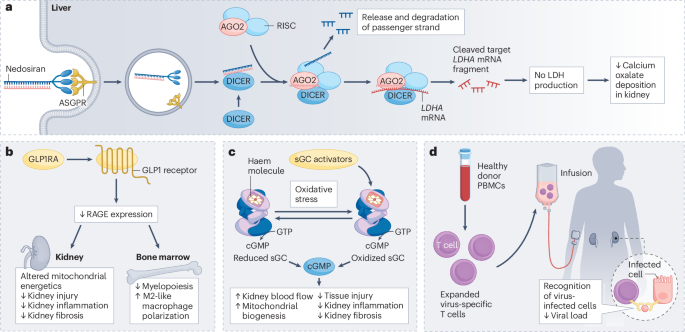 A golden year of innovative kidney disease therapeutics