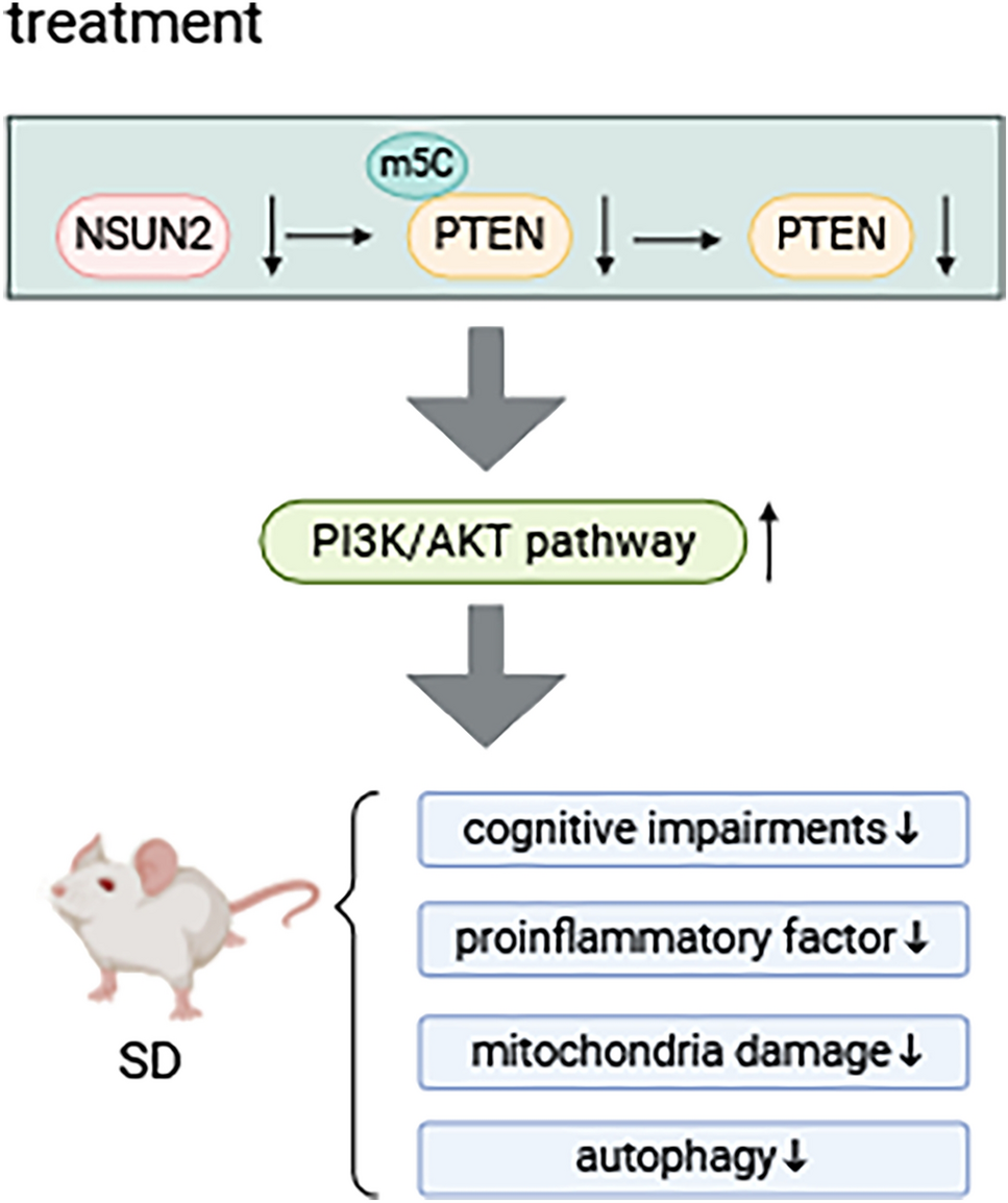 NSUN2-Mediated RNA 5-Methylcytosine Modification of PTEN Regulates Cognitive Impairments of Mice with Sleep Deprivation and Autophagy Through PI3K/AKT Signaling