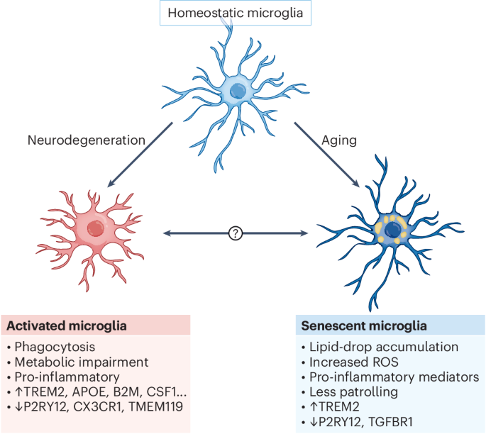 Monocyte-derived macrophages act as reinforcements when microglia fall short in Alzheimer’s disease