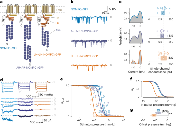 NOMPC ion channel hinge forms a gating spring that initiates mechanosensation