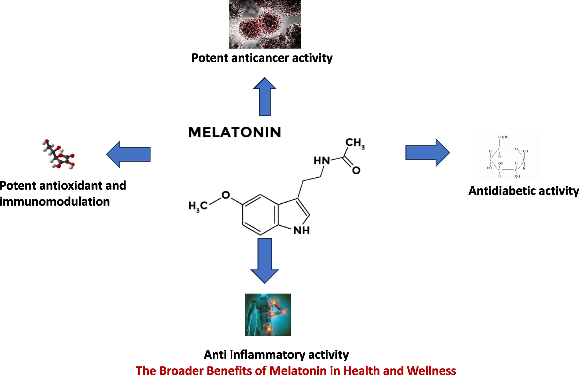 Deciphering the complex biological functions and regulatory mechanisms of melatonin