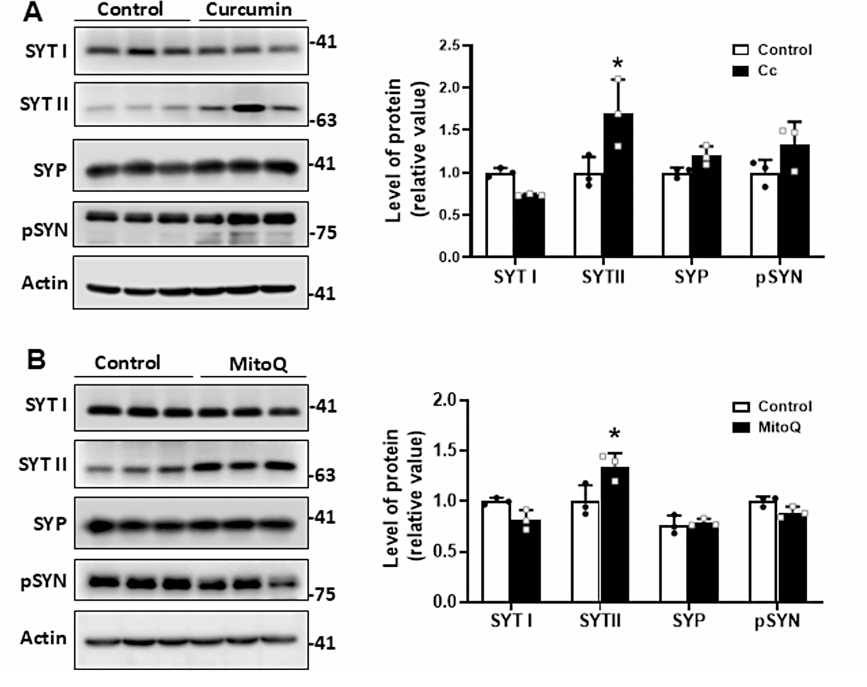 Curcumin Improves Hippocampal Cell Bioenergetics, Redox and Inflammatory Markers, and Synaptic Proteins, Regulating Mitochondrial Calcium Homeostasis