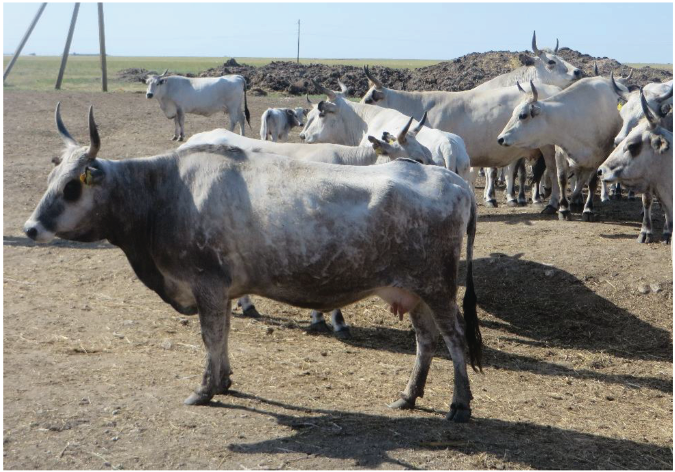 Characteristics by STR Markers of Ukrainian Grey Cattle Breed in the Russian Federation