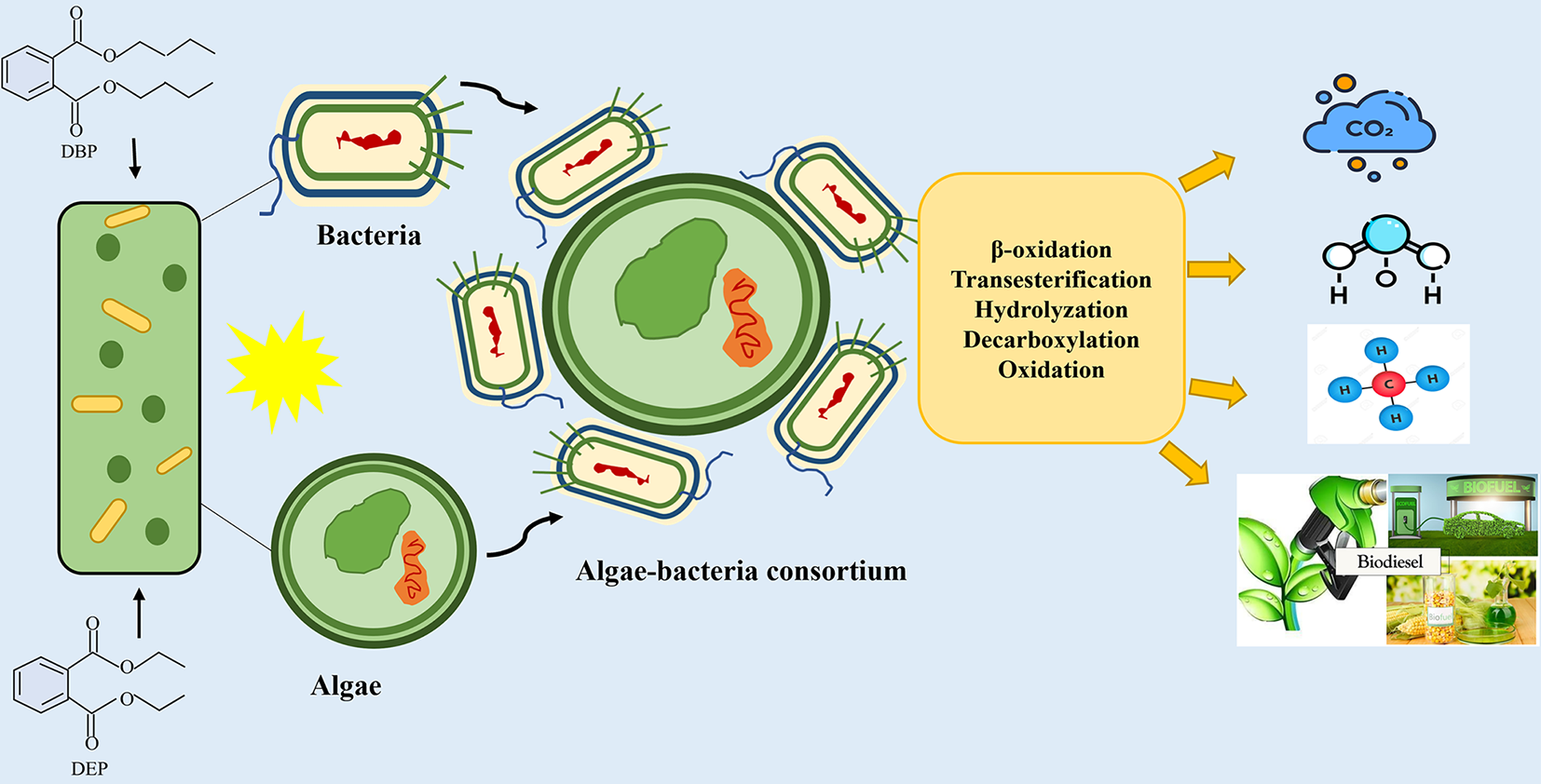 Algae- and bacteria-based biodegradation of phthalic acid esters towards the sustainable green solution