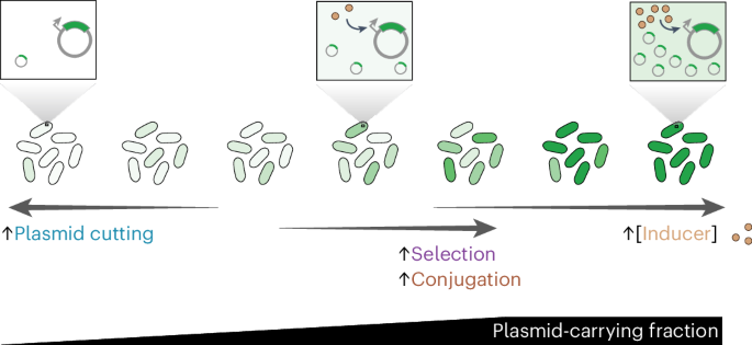 Population-level amplification of gene regulation by programmable gene transfer