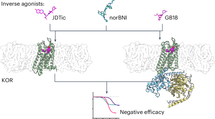 Molecular mechanisms of inverse agonism via κ-opioid receptor–G protein complexes