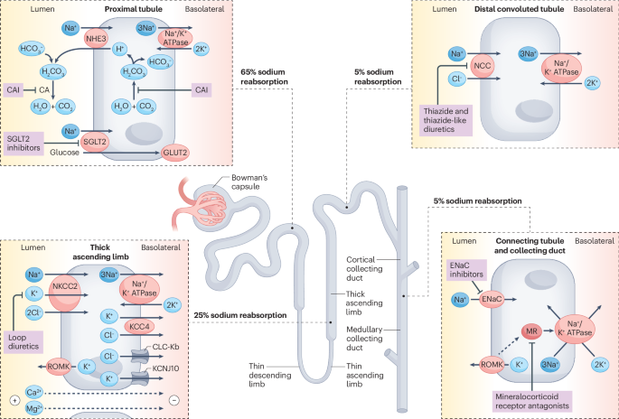 Diuretics in patients with chronic kidney disease