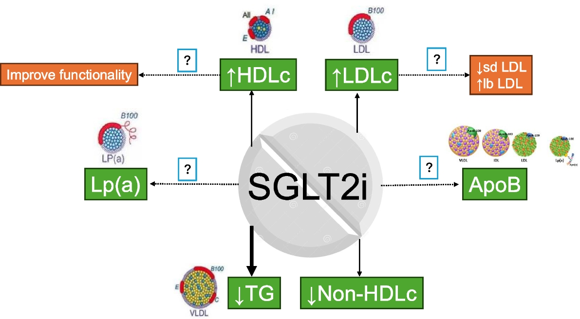 Impact of SGLT2 Inhibitors on Lipoproteins in Type 2 Diabetes