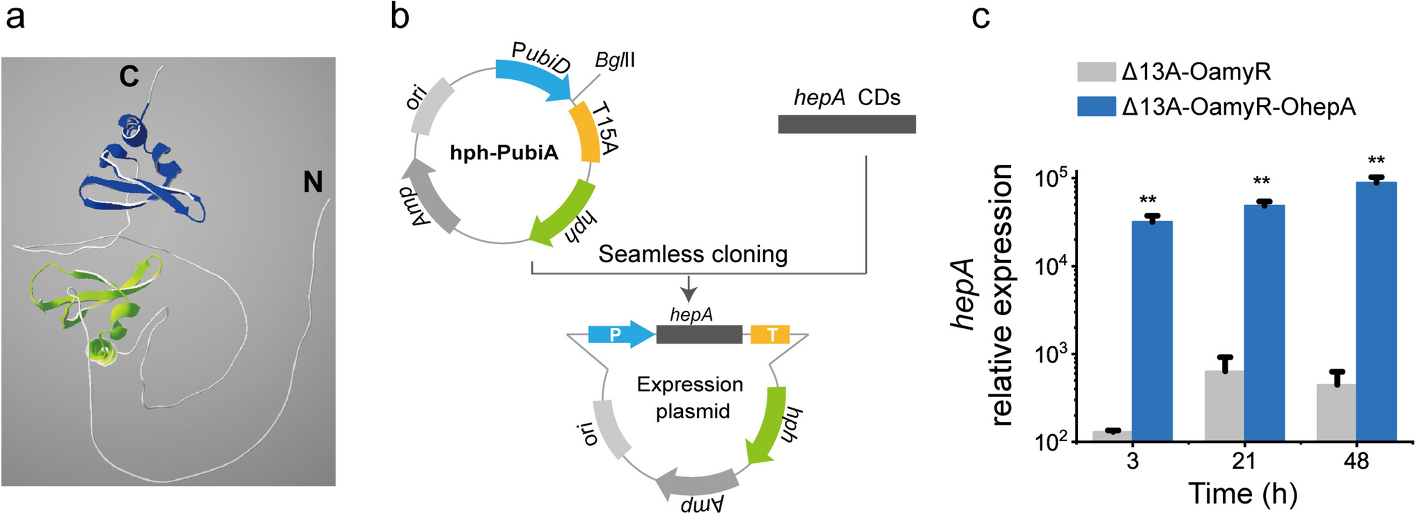 Heterochromatin Protein Activates the Amylase Expression Pathway and Its Application to Recombinant Protein Expression in Penicillium oxalicum