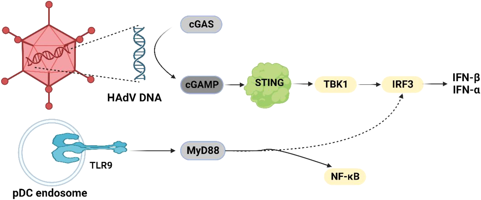 Immunological pathogenesis and treatment progress of adenovirus pneumonia in children