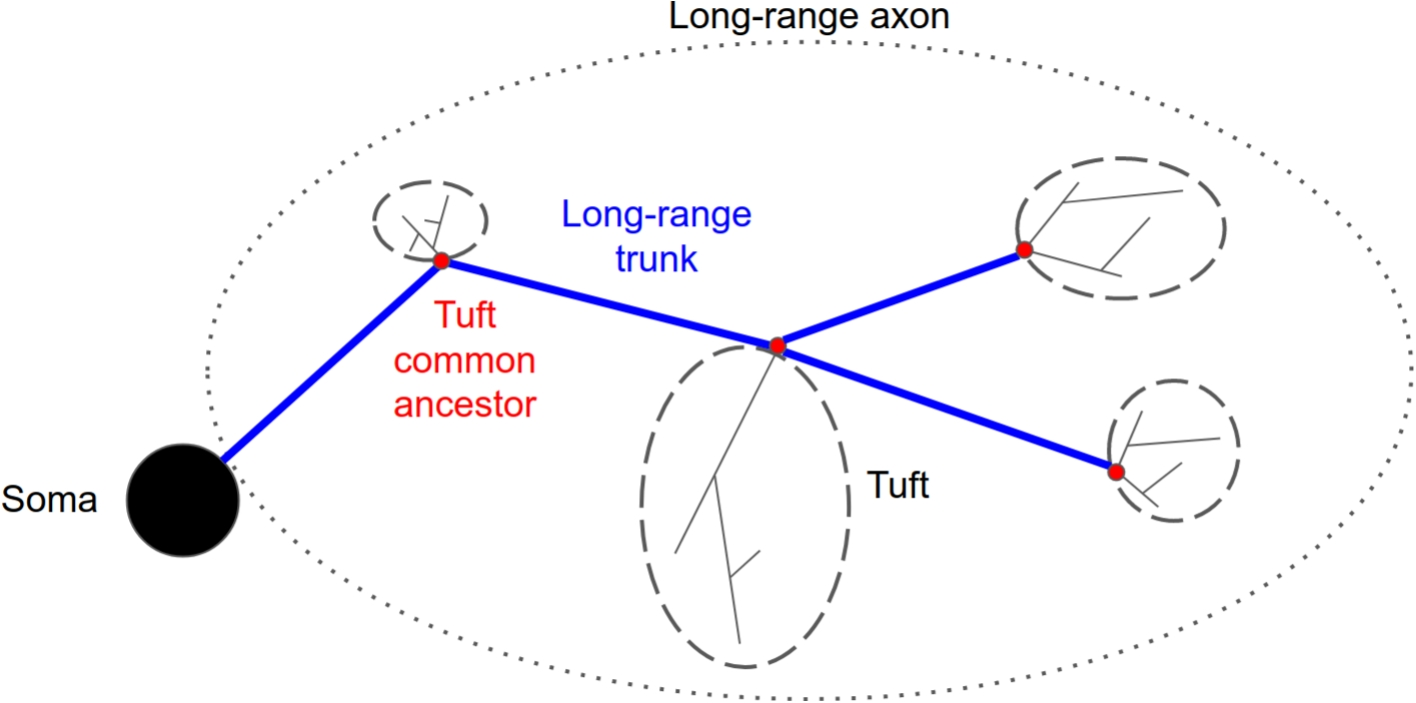 Computational Generation of Long-range Axonal Morphologies