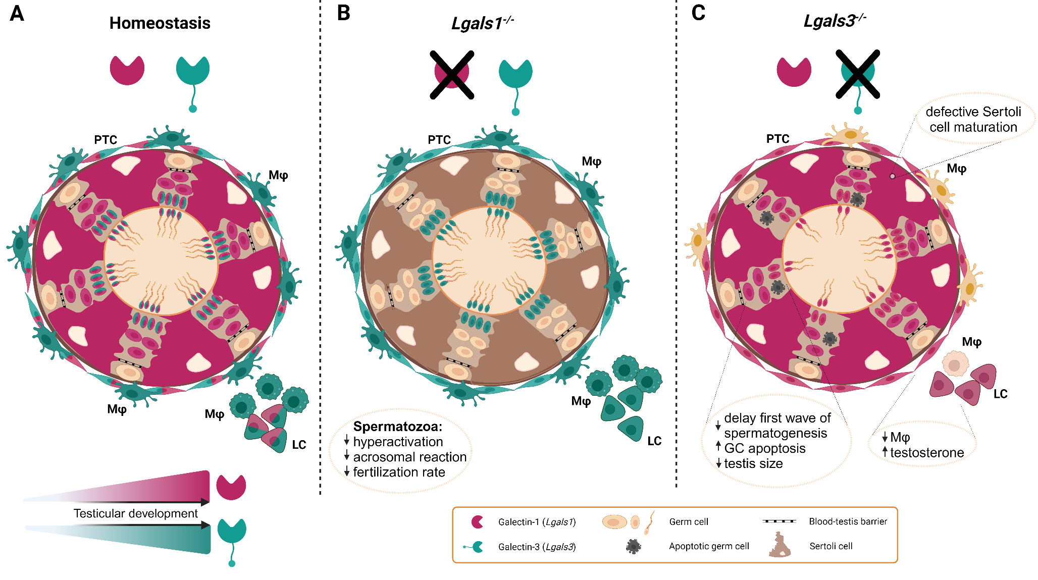 Galectin-1 and galectin-3 in male reproduction - impact in health and disease