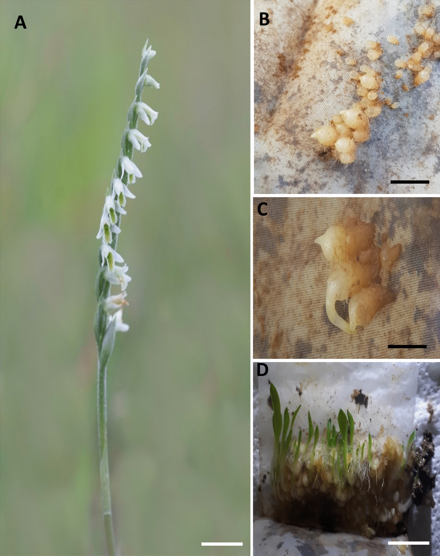 Impact of Fungal Symbionts of Co-occurring Orchids on the Seed Germination of Serapias orientalis and Spiranthes spiralis