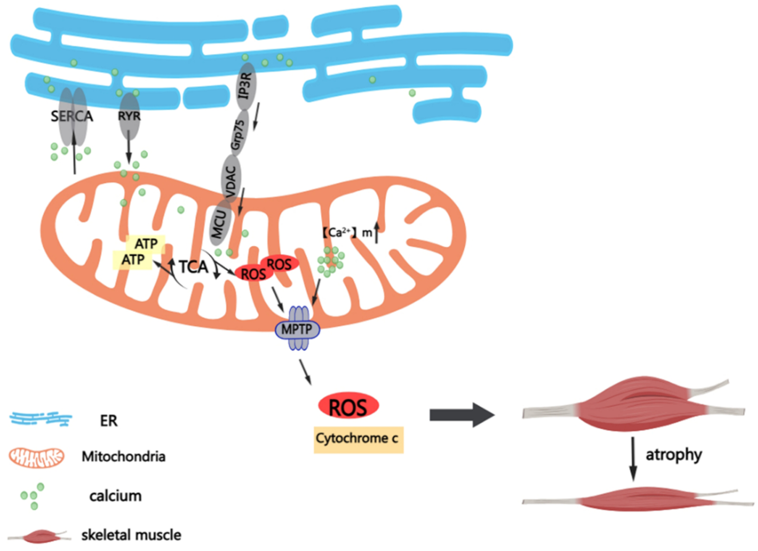 Regulation of calcium homeostasis in endoplasmic reticulum–mitochondria crosstalk: implications for skeletal muscle atrophy