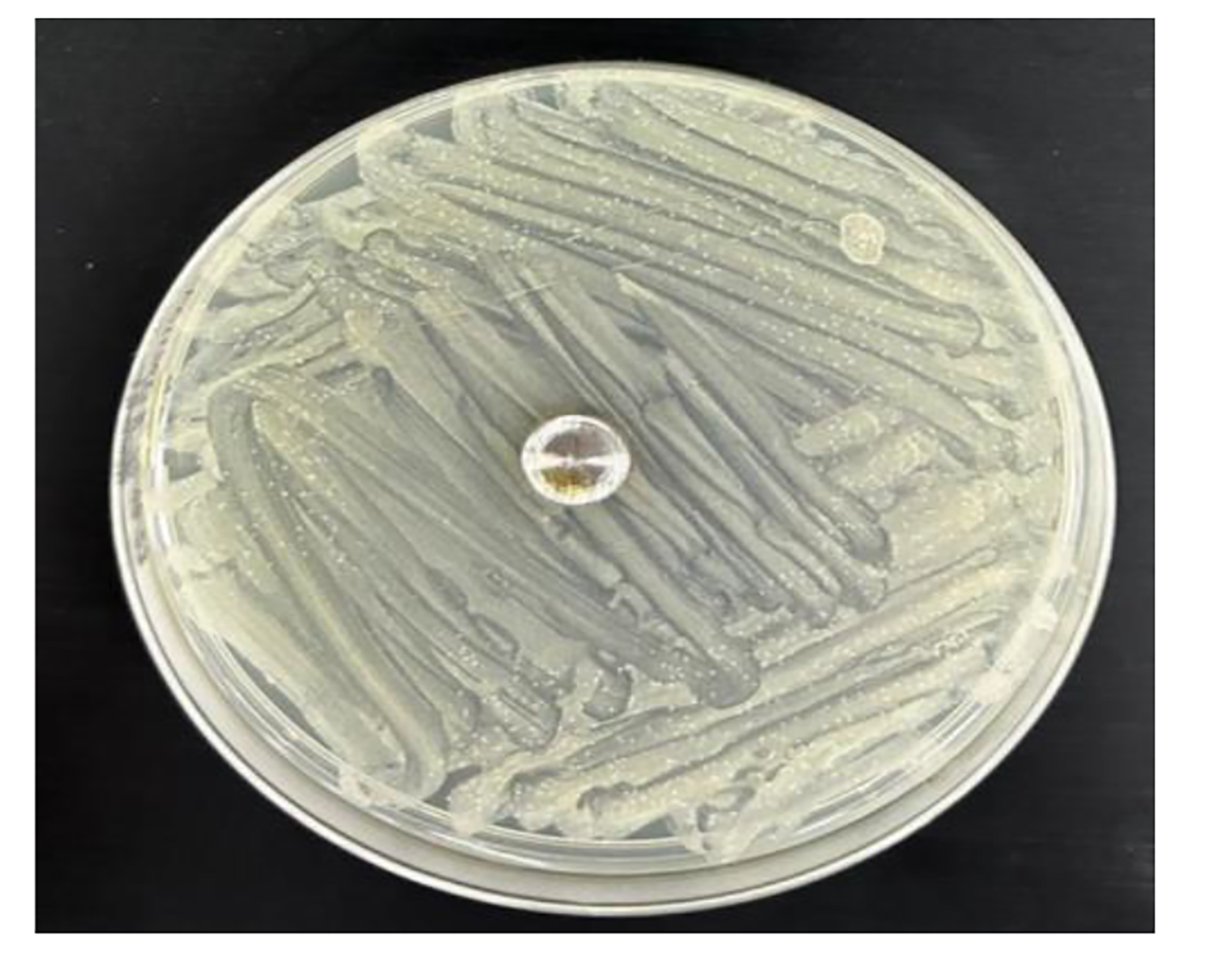 Antibacterial evaluation of antibiotic-coated titanium and stainless steel implants in orthopaedic application: a dip-coating approach