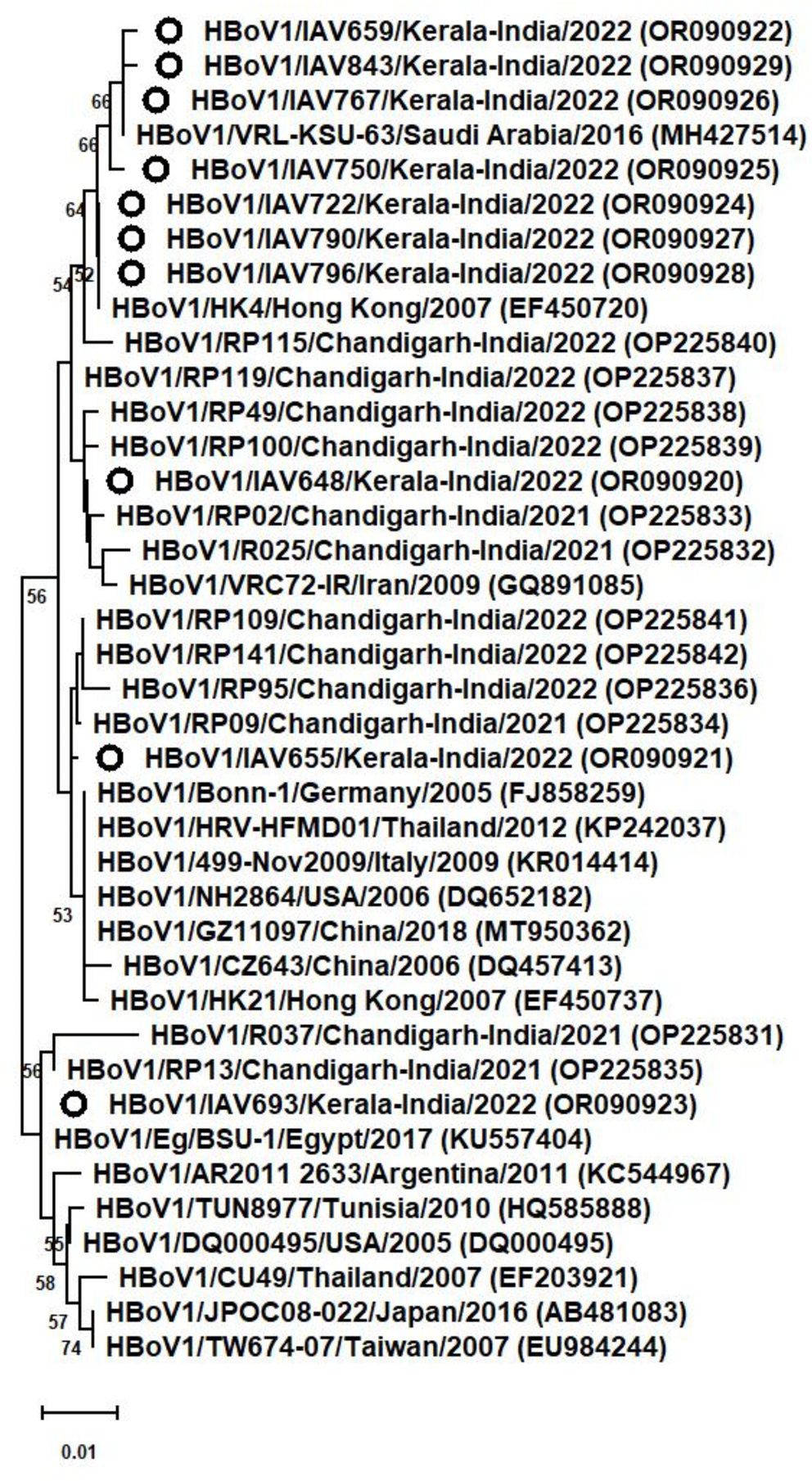 Human bocavirus infections in paediatric patients in a tertiary care hospital in Kerala, India