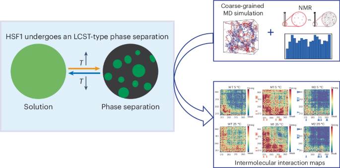 The molecular mechanism of temperature-dependent phase separation of heat shock factor 1